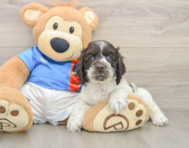 6 week old Cocker Spaniel Puppy For Sale - Puppy Love PR