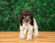 10 week old Cocker Spaniel Puppy For Sale - Puppy Love PR