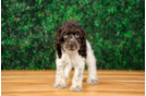 Cocker Spaniel Puppy for Adoption