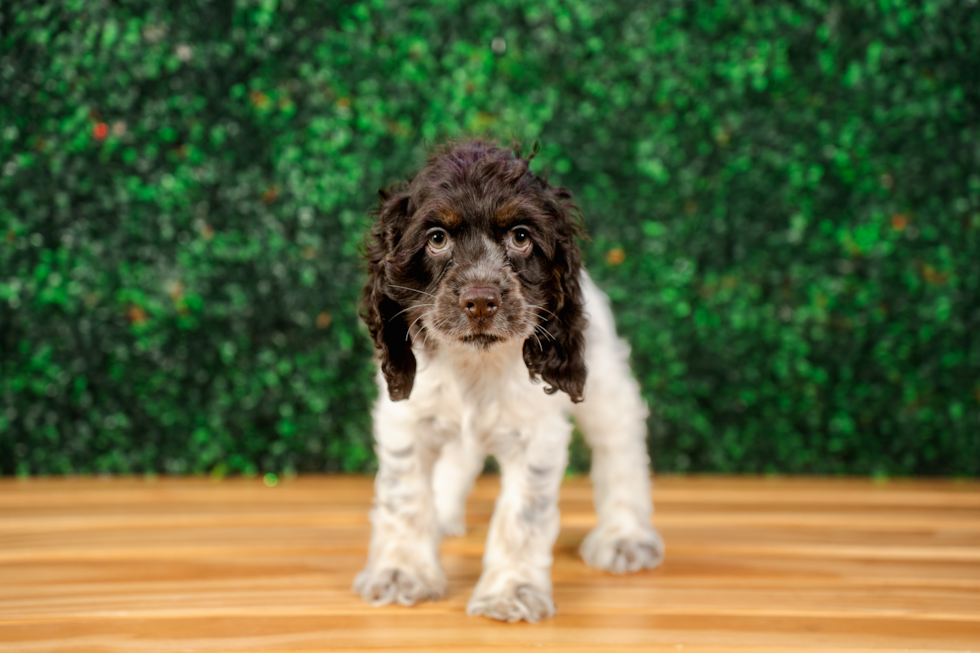 Cocker Spaniel Puppy for Adoption