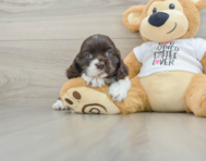 6 week old Cocker Spaniel Puppy For Sale - Puppy Love PR