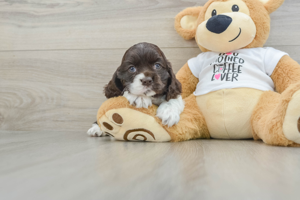 Cocker Spaniel Pup Being Cute