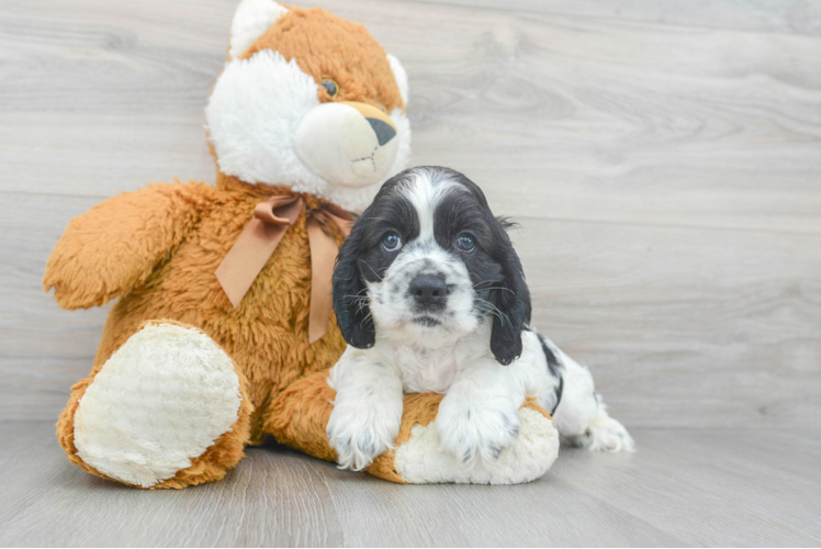 Meet Gary - our Cocker Spaniel Puppy Photo 1/3 - Puppy Love PR Best Cocker Spaniel Baby