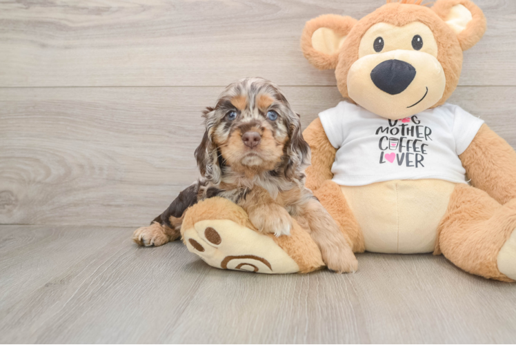 Cute Cocker Spaniel Baby