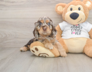 5 week old Cocker Spaniel Puppy For Sale - Puppy Love PR