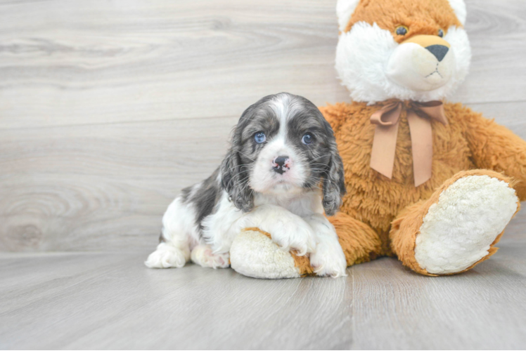 Meet Gerard - our Cocker Spaniel Puppy Photo 1/3 - Puppy Love PR Best Cocker Spaniel Baby