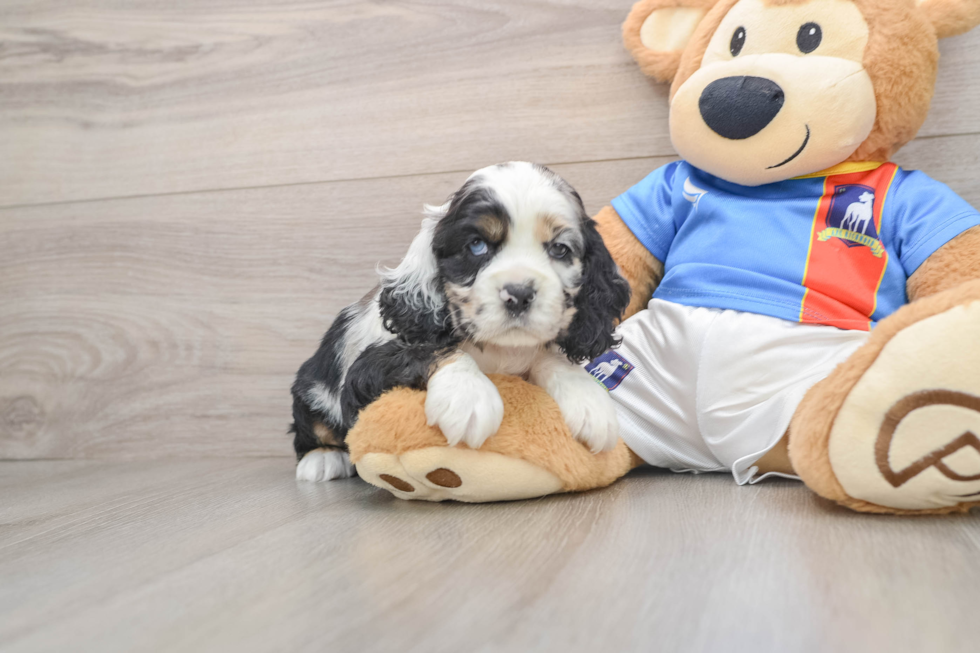 Best Cocker Spaniel Baby