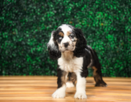9 week old Cocker Spaniel Puppy For Sale - Puppy Love PR