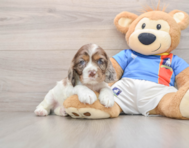 5 week old Cocker Spaniel Puppy For Sale - Puppy Love PR