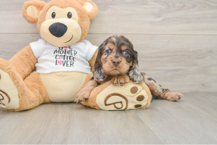 Cocker Spaniel Puppy for Adoption