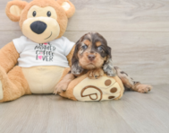 6 week old Cocker Spaniel Puppy For Sale - Puppy Love PR