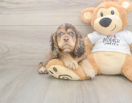 6 week old Cocker Spaniel Puppy For Sale - Puppy Love PR