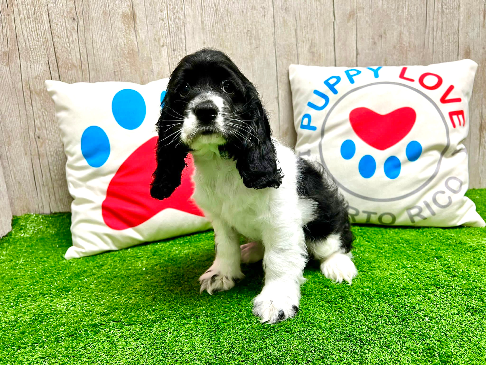 Cute Cocker Spaniel Baby