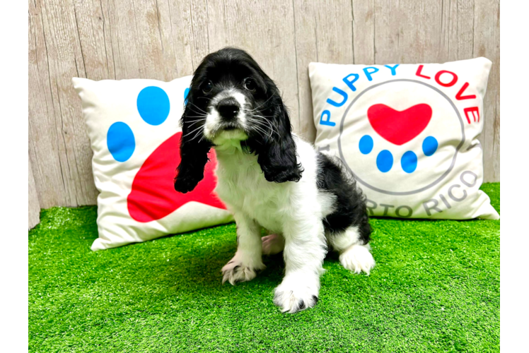 Cute Cocker Spaniel Baby