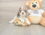6 week old Cocker Spaniel Puppy For Sale - Puppy Love PR