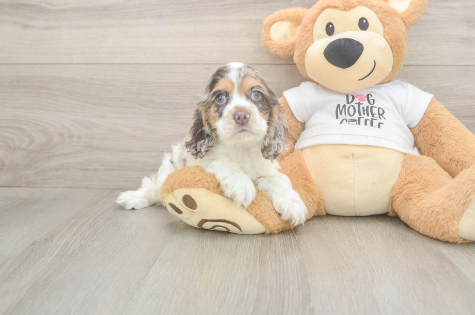 6 week old Cocker Spaniel Puppy For Sale - Puppy Love PR