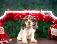 10 week old Cocker Spaniel Puppy For Sale - Puppy Love PR