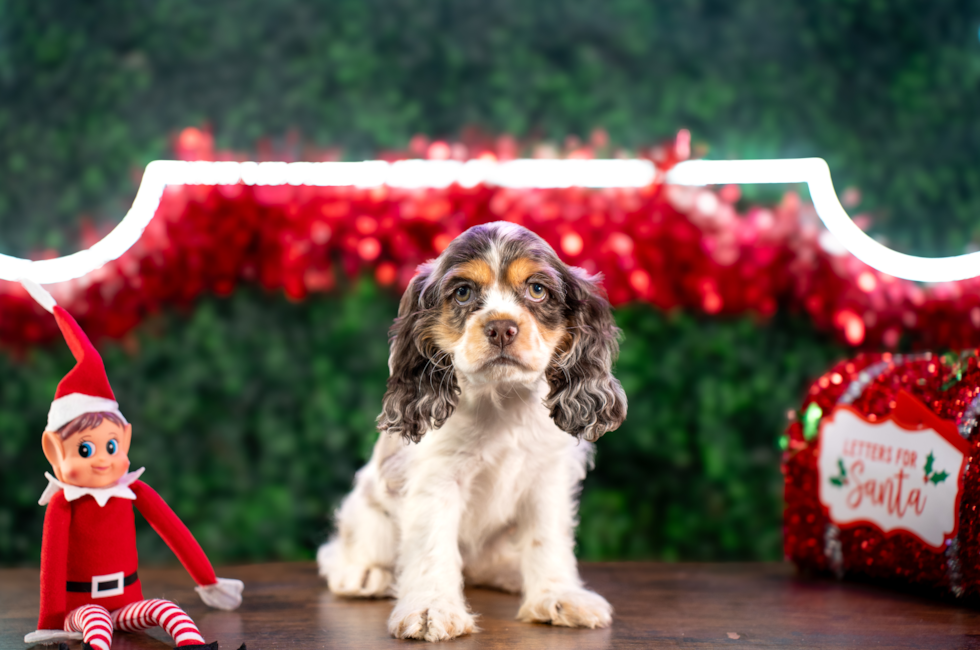 10 week old Cocker Spaniel Puppy For Sale - Puppy Love PR