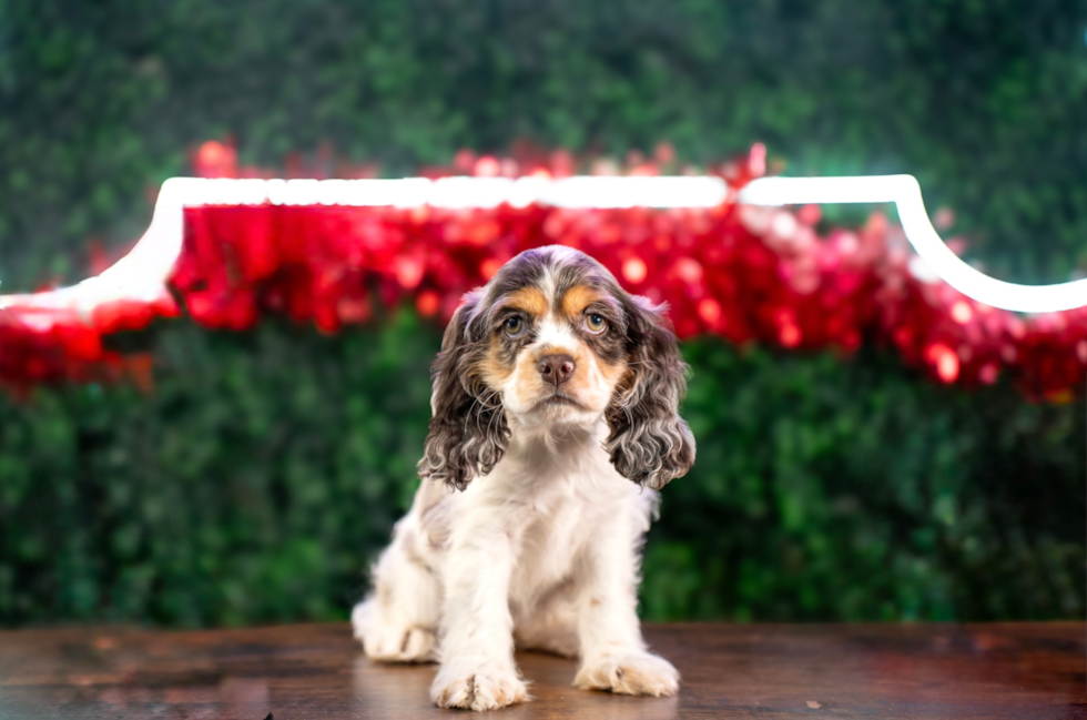 Cute Cocker Spaniel Purebred Pup