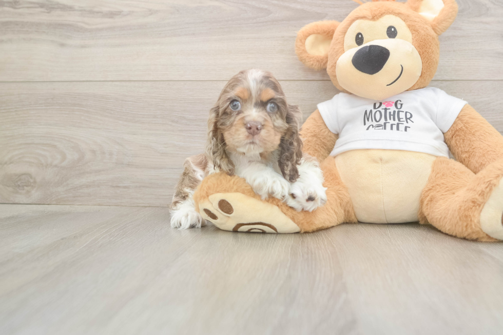 Cocker Spaniel Puppy for Adoption