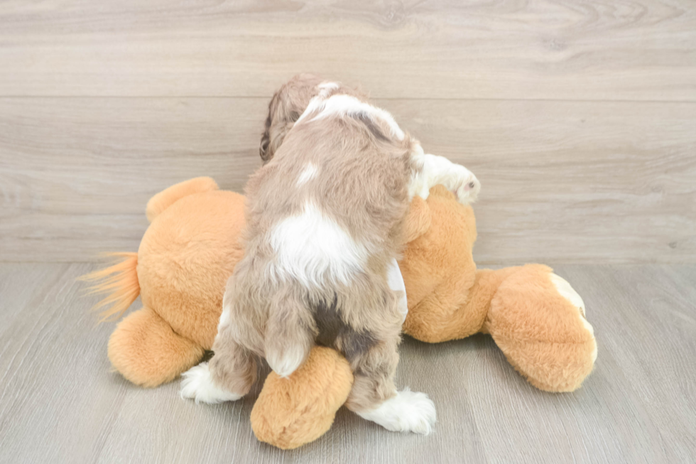 Cocker Spaniel Pup Being Cute