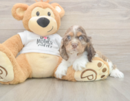 6 week old Cocker Spaniel Puppy For Sale - Puppy Love PR
