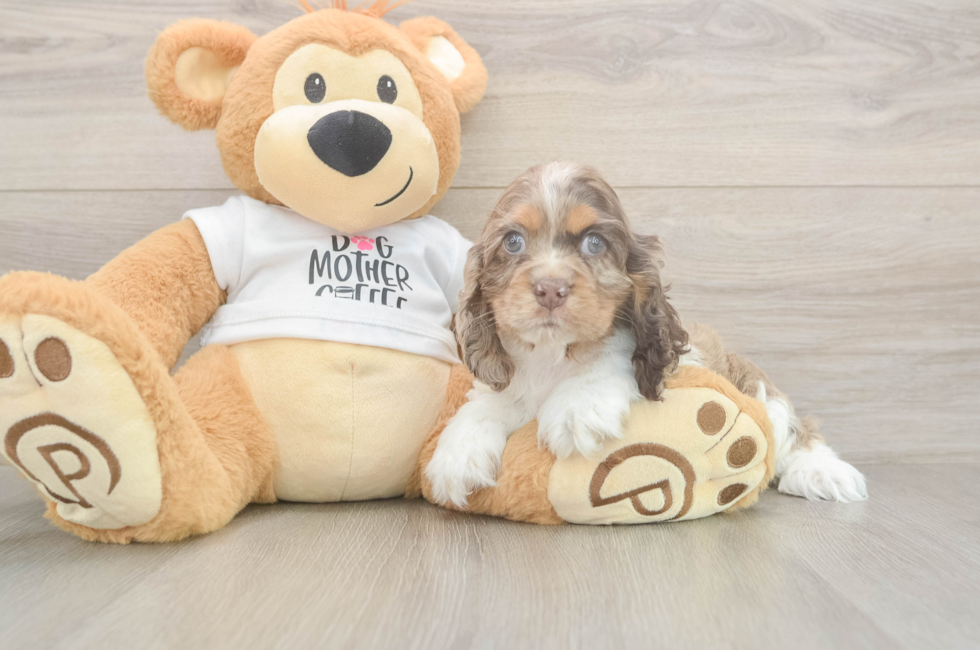 6 week old Cocker Spaniel Puppy For Sale - Puppy Love PR