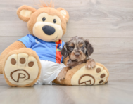 5 week old Cocker Spaniel Puppy For Sale - Puppy Love PR