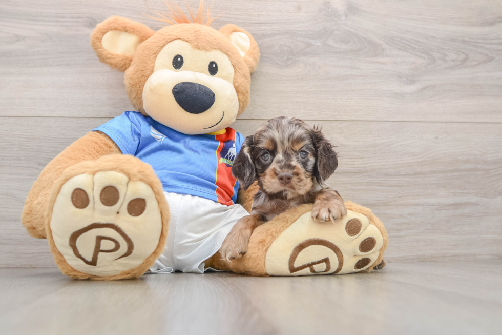 Cocker Spaniel Puppy for Adoption