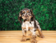 11 week old Cocker Spaniel Puppy For Sale - Puppy Love PR