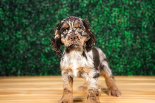 Cocker Spaniel Pup Being Cute