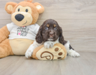 7 week old Cocker Spaniel Puppy For Sale - Puppy Love PR