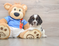 6 week old Cocker Spaniel Puppy For Sale - Puppy Love PR