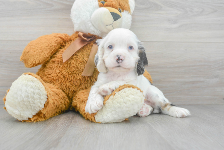 Cute Cocker Spaniel Purebred Pup