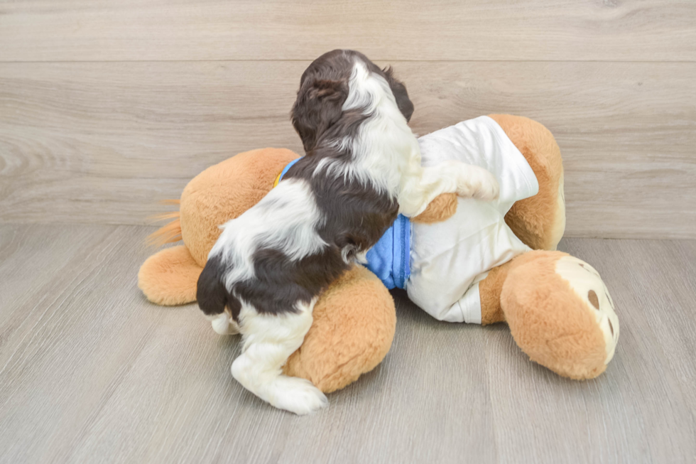 Cocker Spaniel Puppy for Adoption