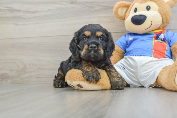 Cute Cocker Spaniel Purebred Puppy