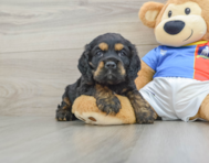 6 week old Cocker Spaniel Puppy For Sale - Puppy Love PR