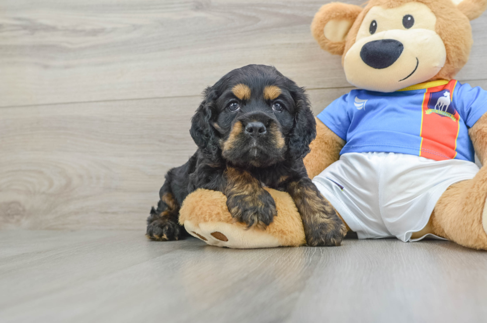6 week old Cocker Spaniel Puppy For Sale - Puppy Love PR