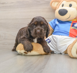 5 week old Cocker Spaniel Puppy For Sale - Puppy Love PR