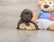 6 week old Cocker Spaniel Puppy For Sale - Puppy Love PR