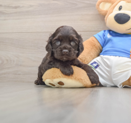 5 week old Cocker Spaniel Puppy For Sale - Puppy Love PR