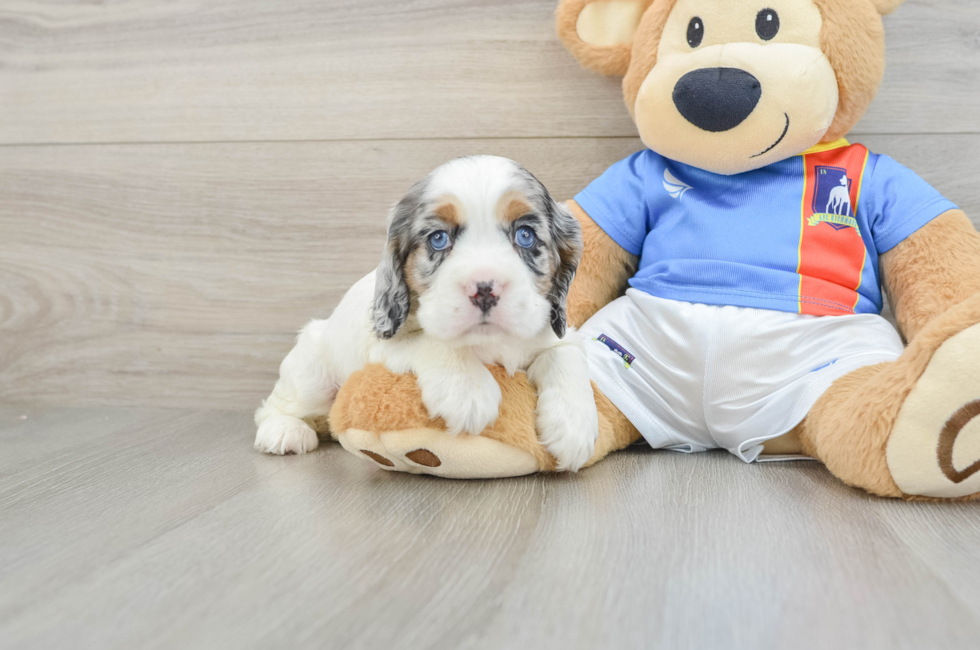 5 week old Cocker Spaniel Puppy For Sale - Puppy Love PR