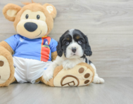 5 week old Cocker Spaniel Puppy For Sale - Puppy Love PR