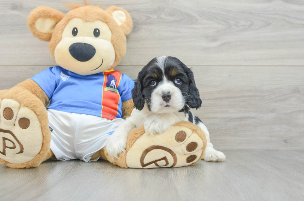 5 week old Cocker Spaniel Puppy For Sale - Puppy Love PR
