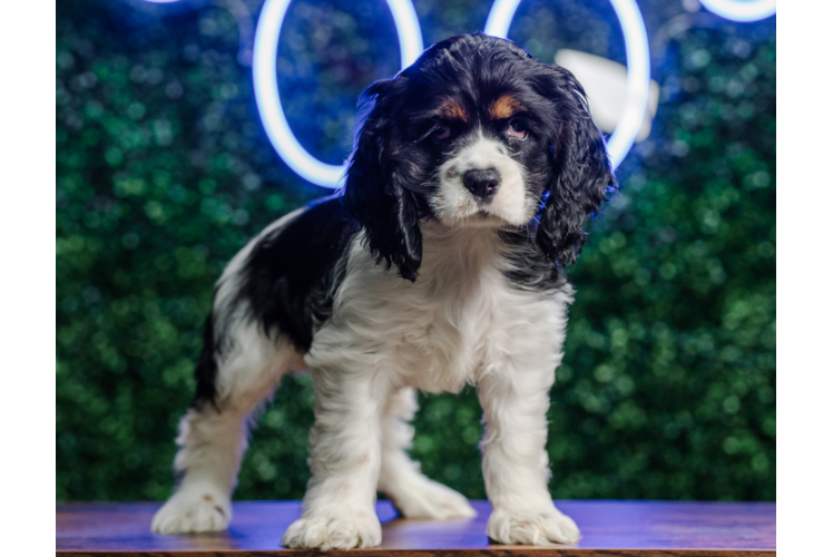 Cocker Spaniel Puppy for Adoption