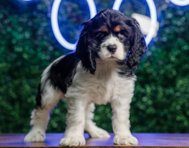 11 week old Cocker Spaniel Puppy For Sale - Puppy Love PR
