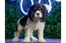 Cocker Spaniel Puppy for Adoption