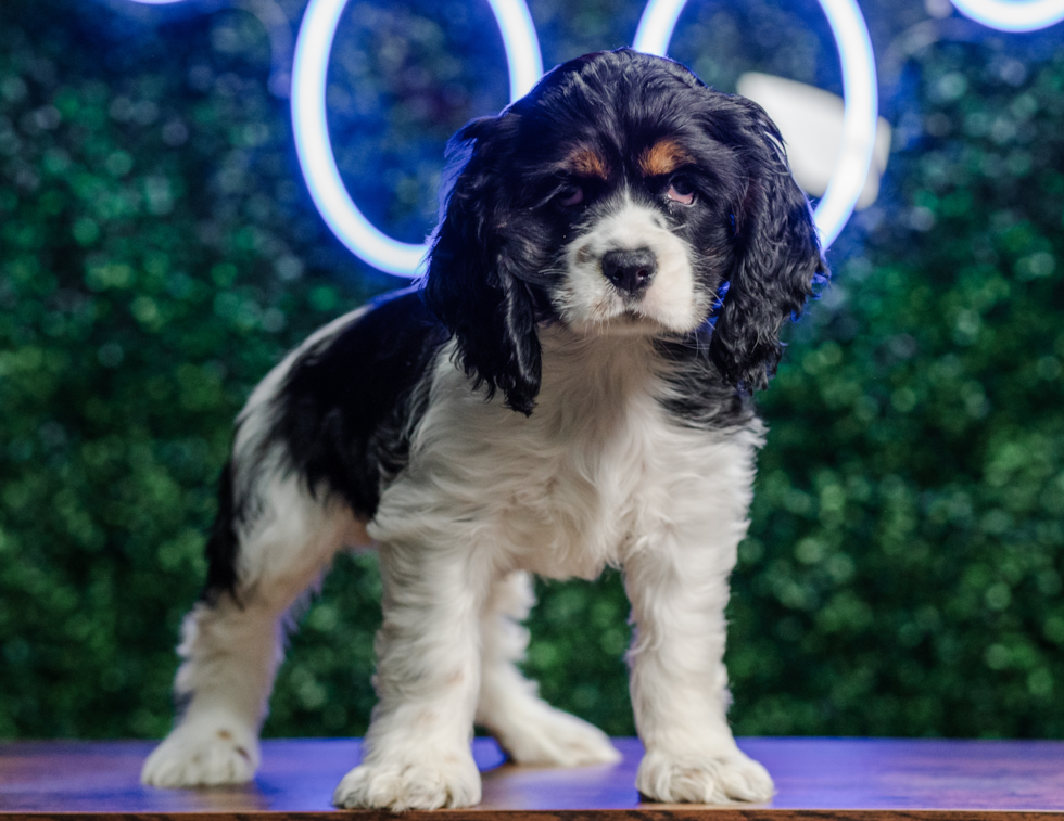 Cocker Spaniel Puppy for Adoption