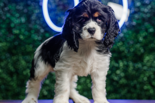 Cocker Spaniel Puppy for Adoption