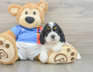 5 week old Cocker Spaniel Puppy For Sale - Puppy Love PR